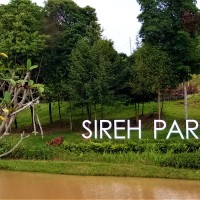 Evening Stroll at Sireh Park